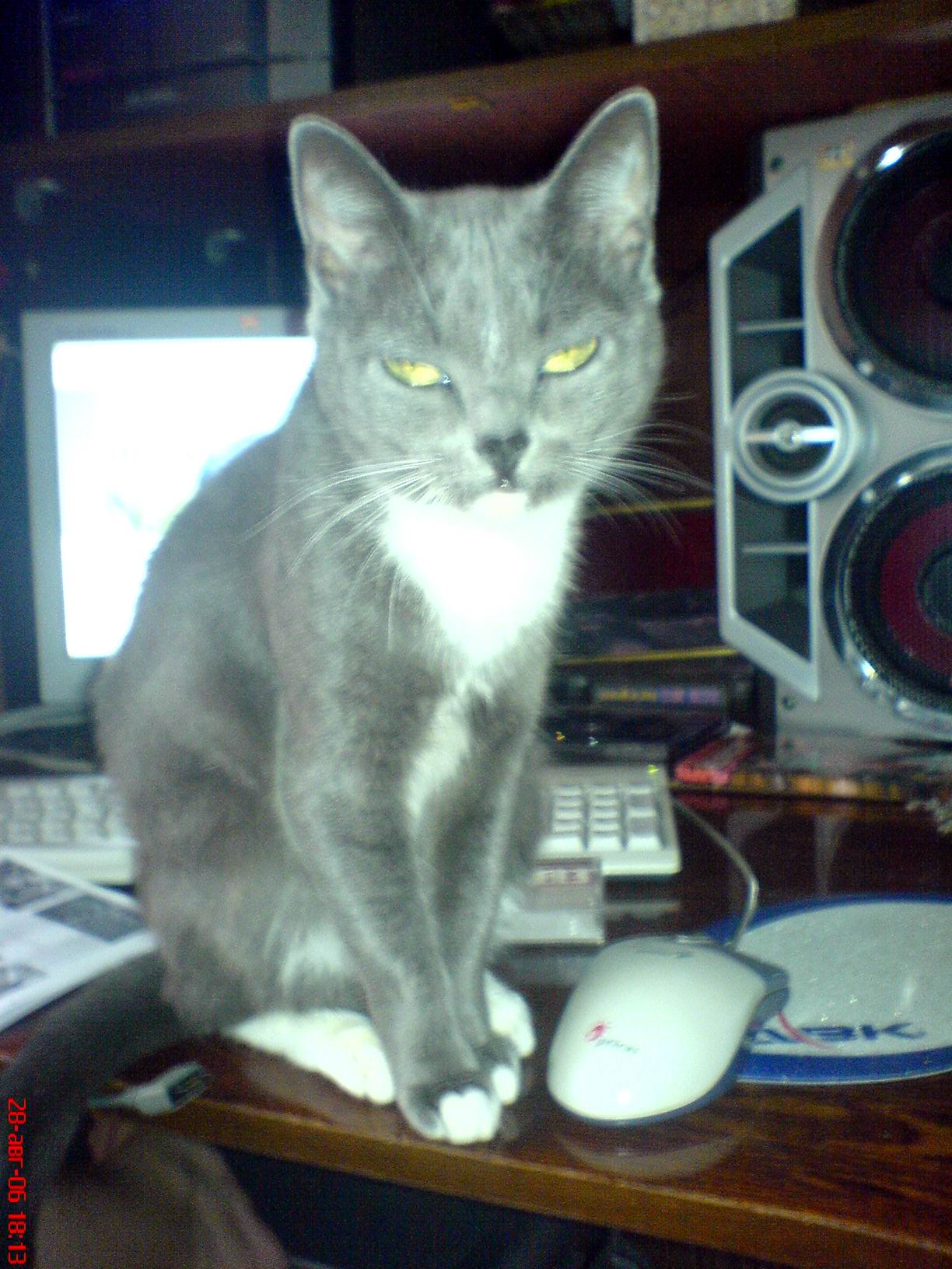 Анна Вишневская