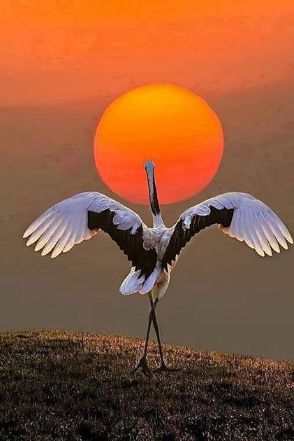 Маргарита Сафронова