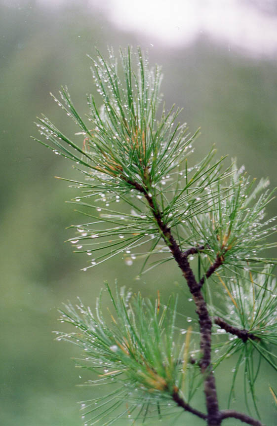 Гусева Марина