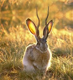 Максим Фарбер