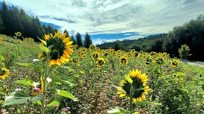 Елена Толстенко