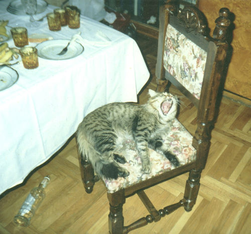 Юмор Котов
