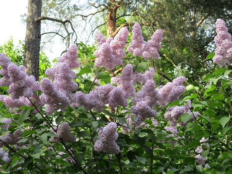 Елена Графская 4