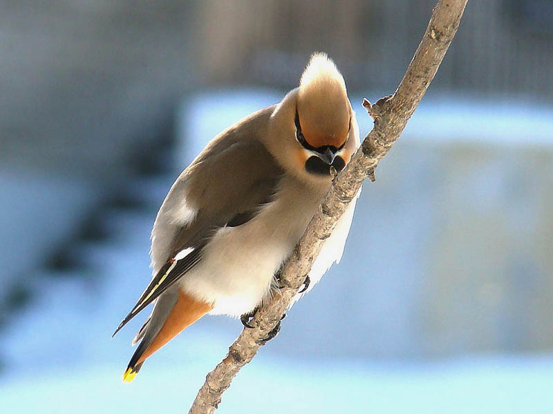 Яцевич Надежда