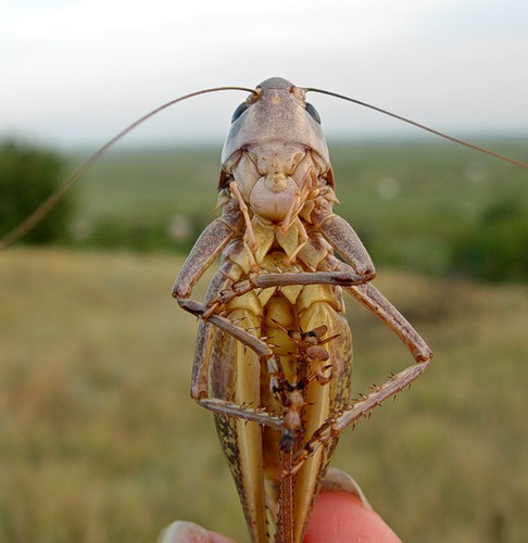 Ник Кузянский