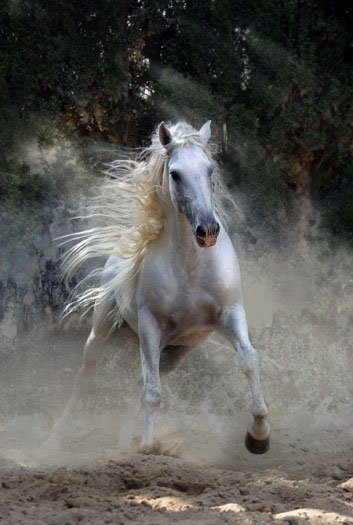 Непобеждённая