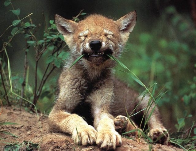 Знакомый Незнакомецъ