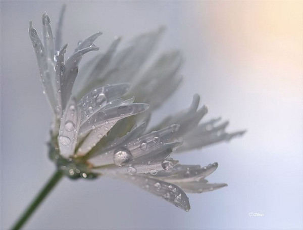 Нина Горбунова