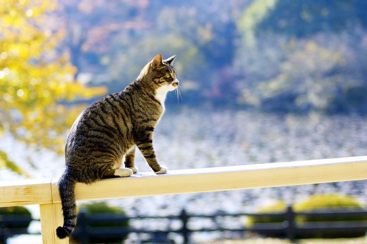 Наталья Лаврентьева