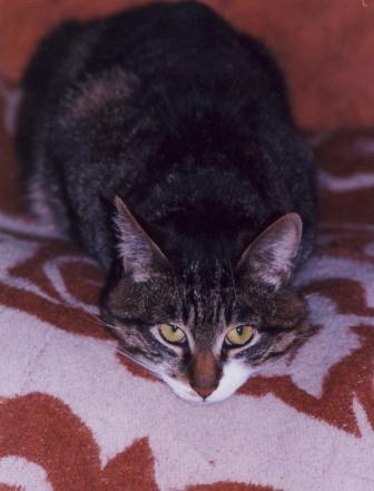 Весьма Странный Кот