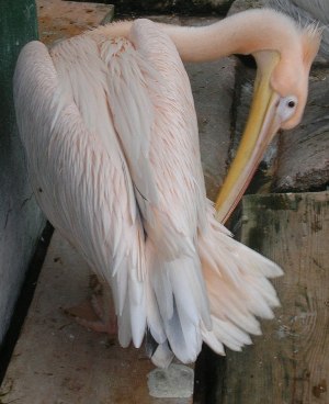 Просто Печальная Птица