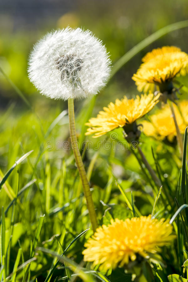 Пилигрим Романтик