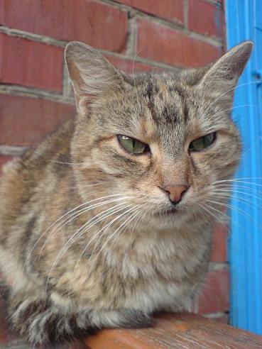 Кот Данетот