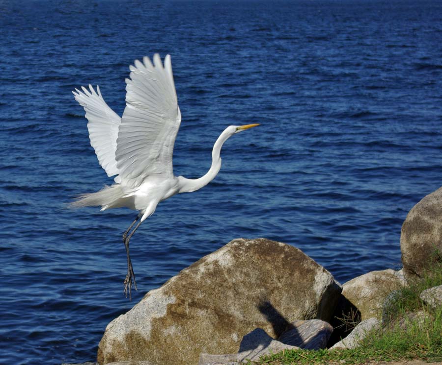 Летящая Над Волнами