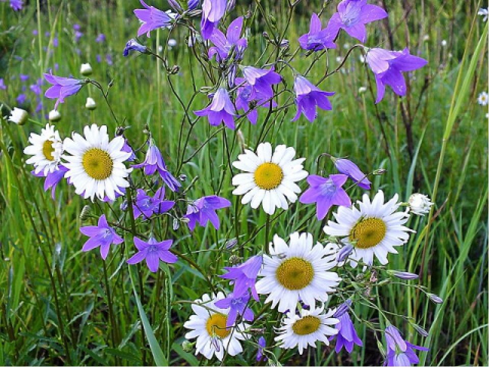 Валентина Полянина