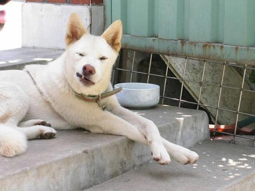 Белая Собака