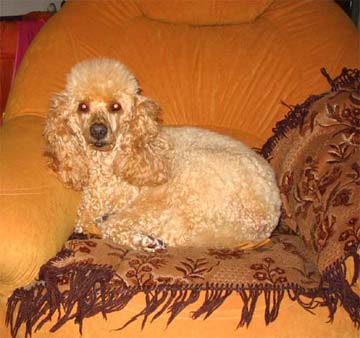Пудель-Злата