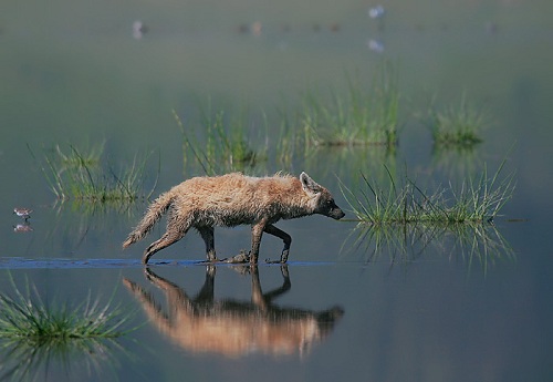 Алёша Смирнов
