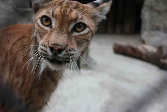 Котокотовский