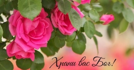 Наталия Курчевская