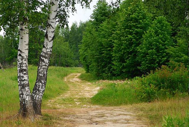 русское поле стихи слушать русское поле стихи слушать