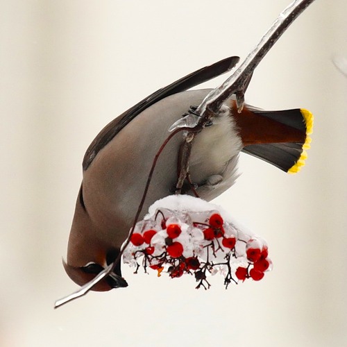 Саша Ник -Николаева