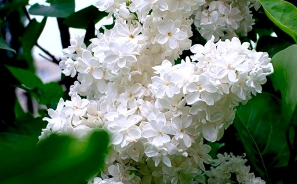 Валентина Анатольевна Григорьева