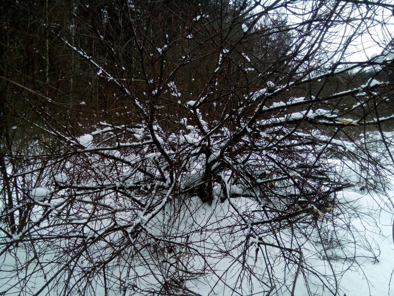 Сергей Климов 4