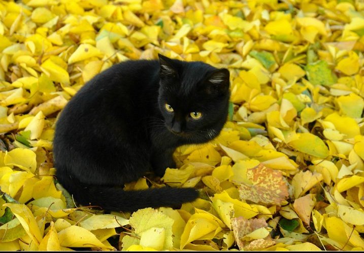 Зымний Сайд -Никлон Бэта