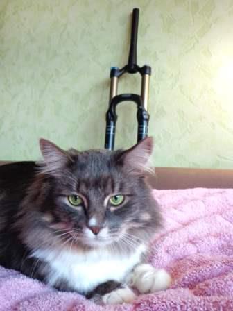 Евгений Смыков