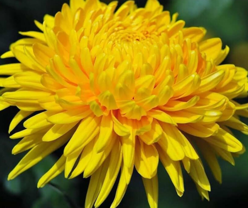 Наталика Жаденко Пронякина