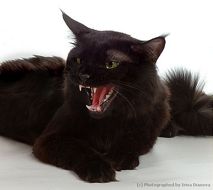 Уэсли Снайпс