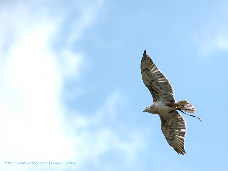 Симона Пекер