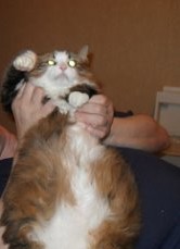 Пьер Сингапурченко