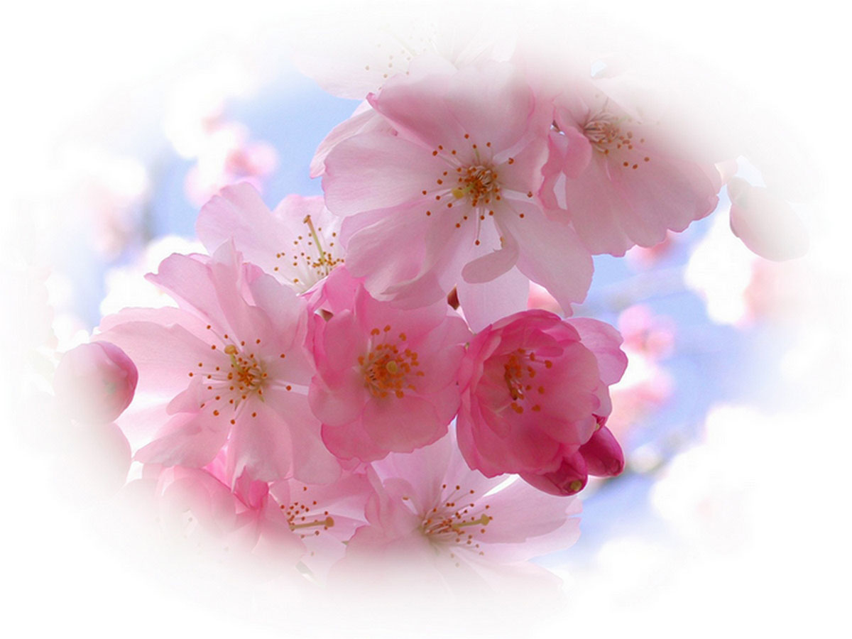 Светлана Жачук