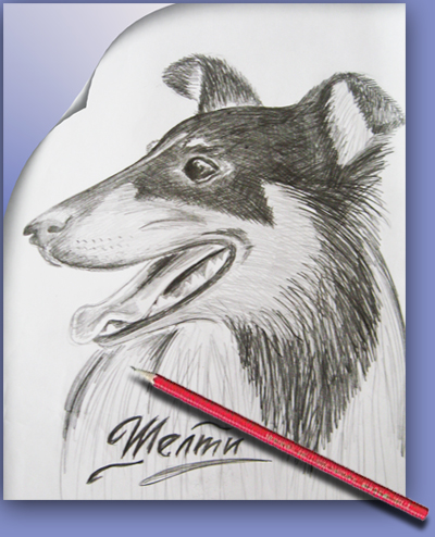 Света Шелти