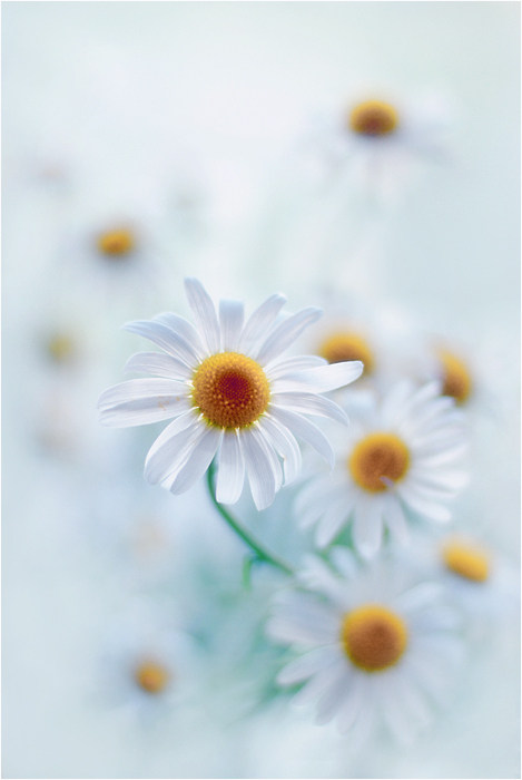 Каряева Наталья