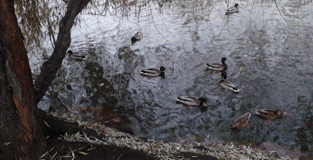 Татьяна Семеновская