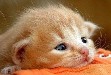 Капелька Тепла