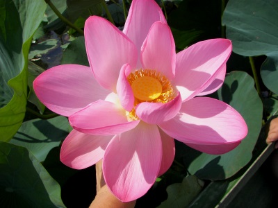 Валентина Балашова