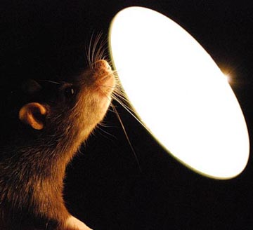 Сообщество Завистливых Цензеров