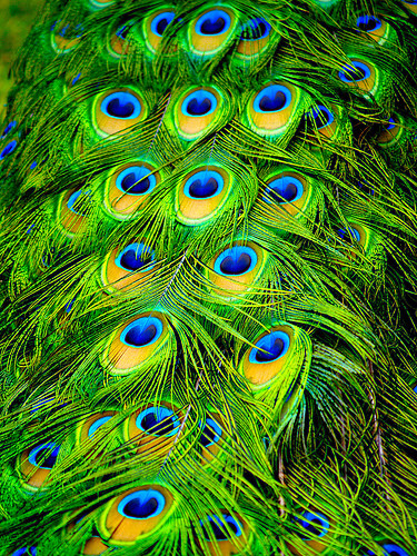 Ядреный Хвост