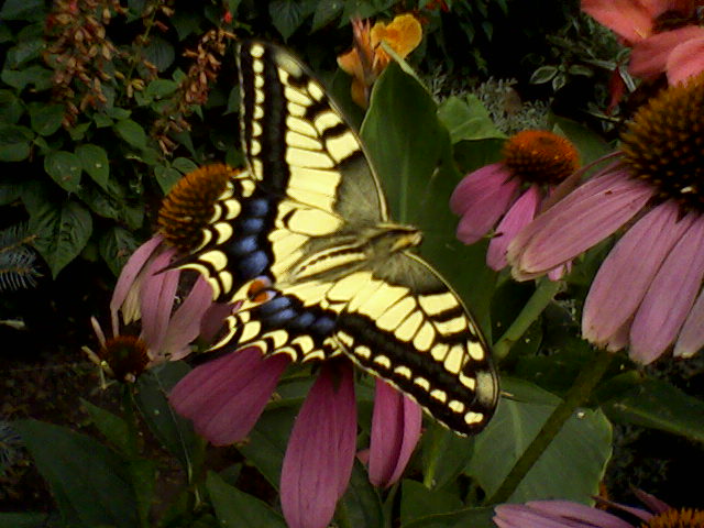 Валентина Галицкая