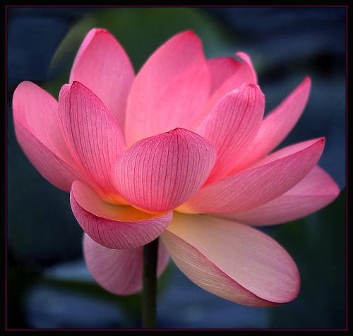 Валентина Счастливая