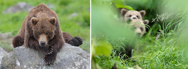 Ведмедик Клешаногий