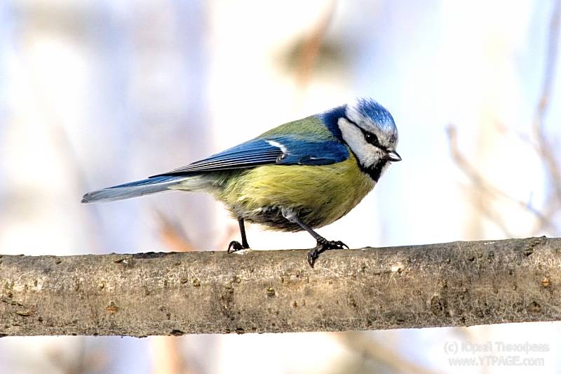 Иван Виниченко