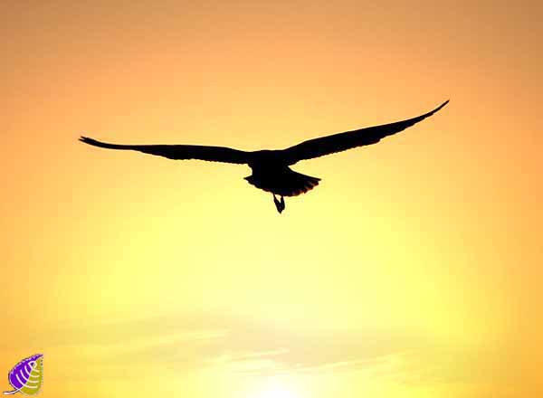 Наталья Зимнева