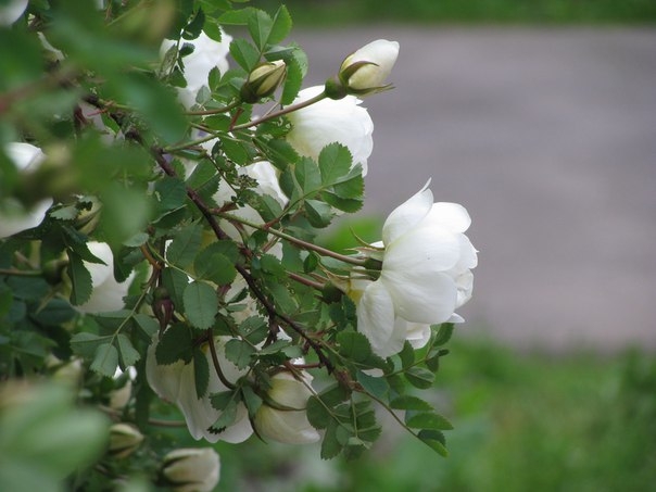 Майя Синицына