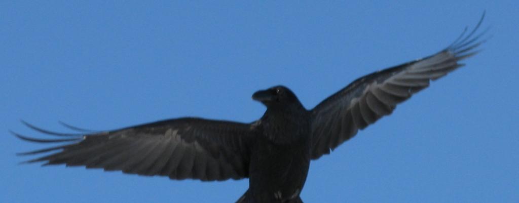 Сергей Овчинников