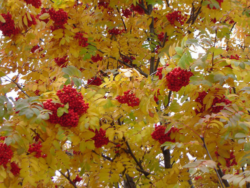 Рябина Красненькую ягоду Мне дала рябина.  Думал я, что сладкую, А она - как хина.